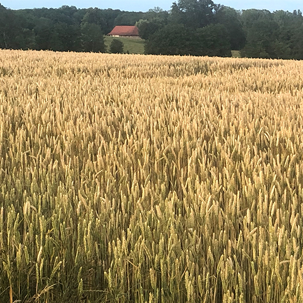 Moissons dans la campagne Chapelloise.